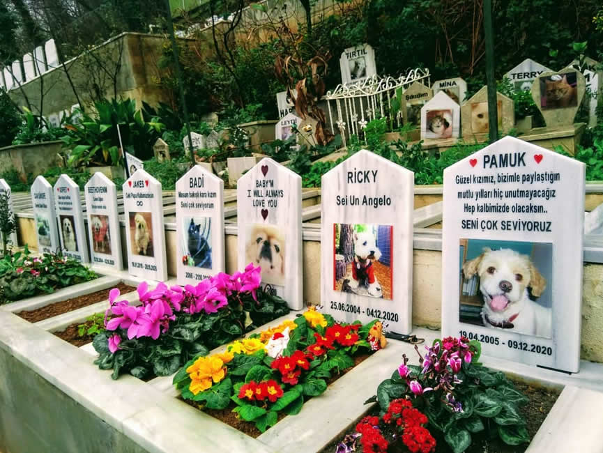 Kedi Köpek Hayvan Mezarlığı